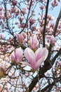 Magnolia Ãâ soulangeana in bloom Royalty Free Stock Photo